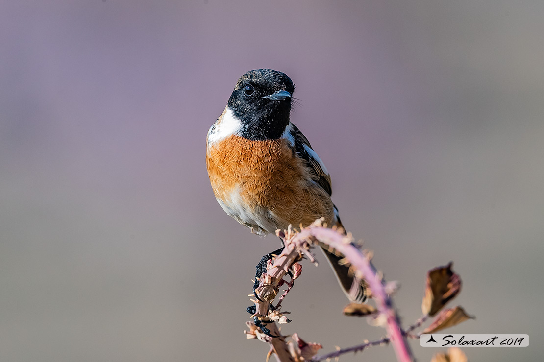 Saxicola torquatus: Saltimpalo; African stonechat