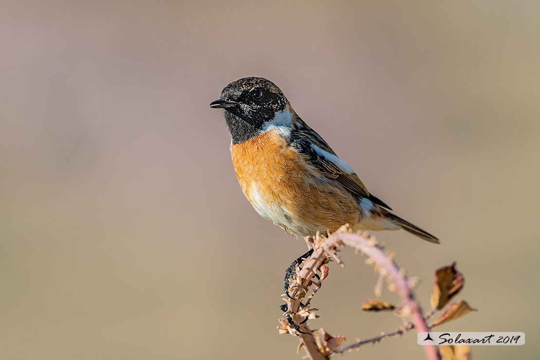 Saxicola torquatus: Saltimpalo; African stonechat