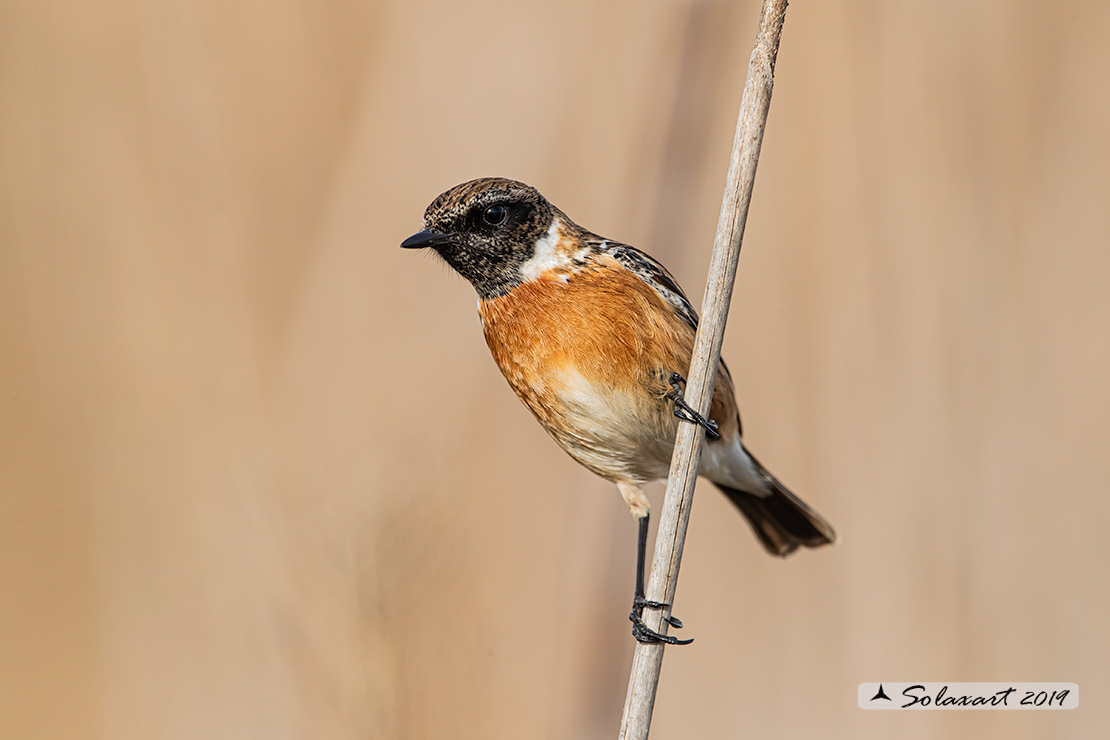 Saxicola torquatus: Saltimpalo; African stonechat