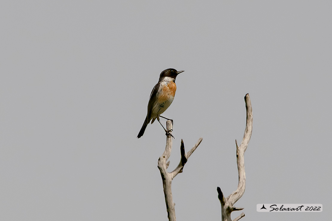 Saxicola rubicola: Saltimpalo europeo; European stonechat