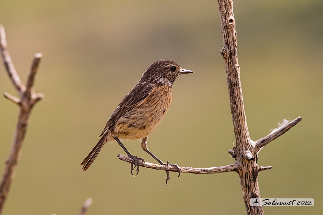 Saxicola rubicola: Saltimpalo europeo; European stonechat