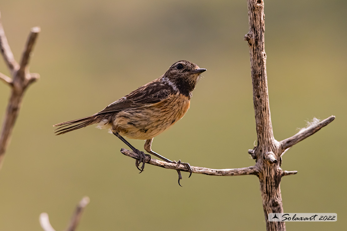 Saxicola rubicola: Saltimpalo europeo; European stonechat