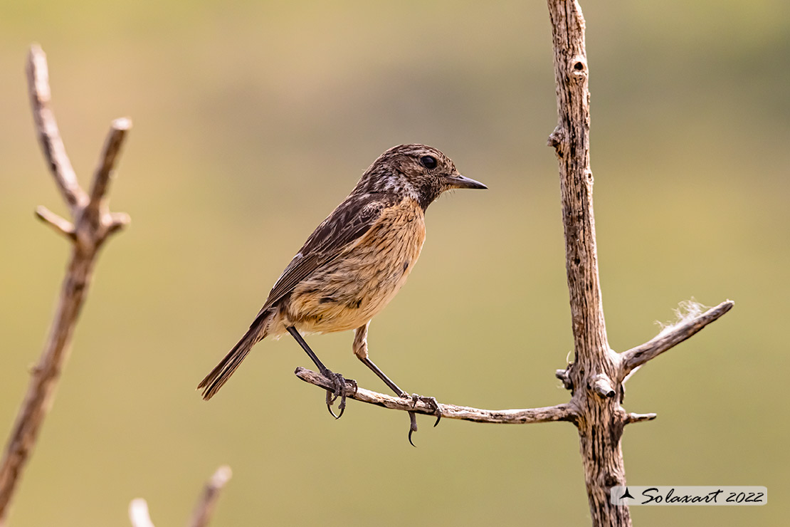Saxicola rubicola: Saltimpalo europeo; European stonechat