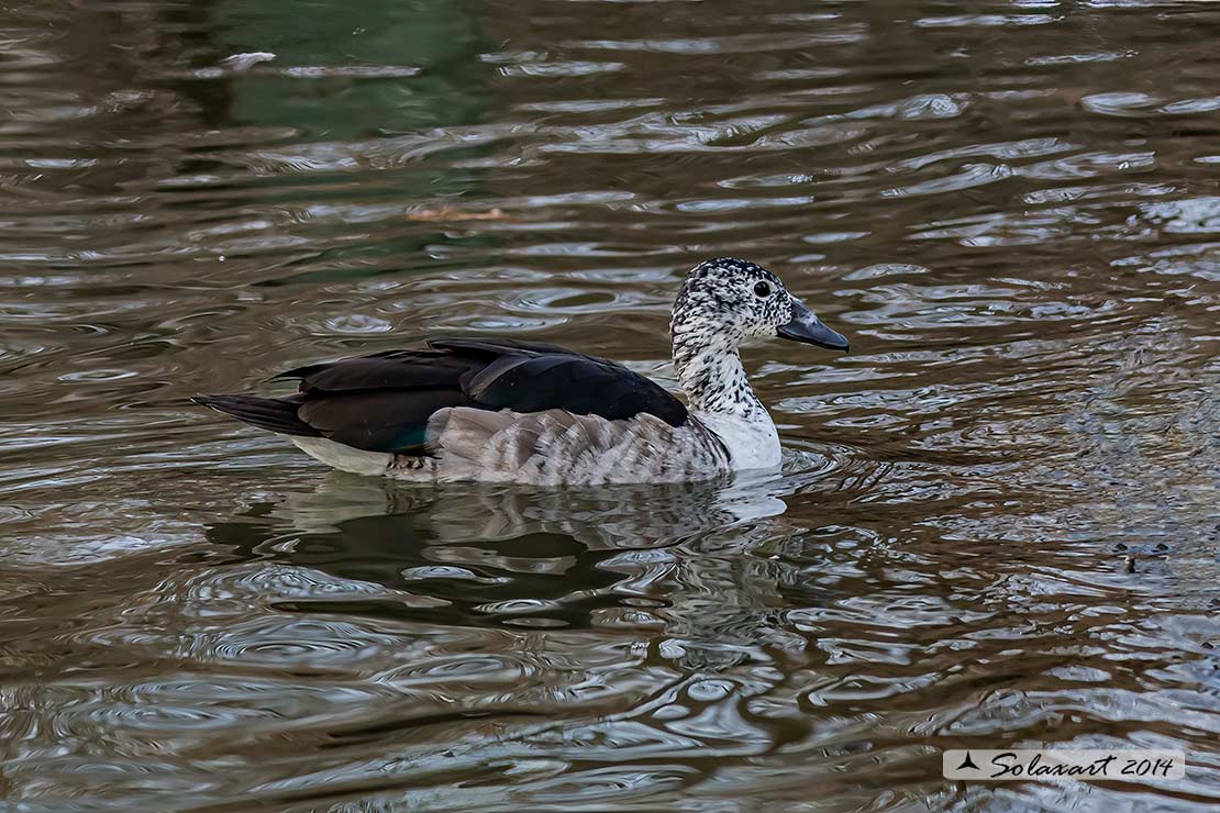 Sarkidiornis sylvicola : Anatra del pettine; Comb Duck