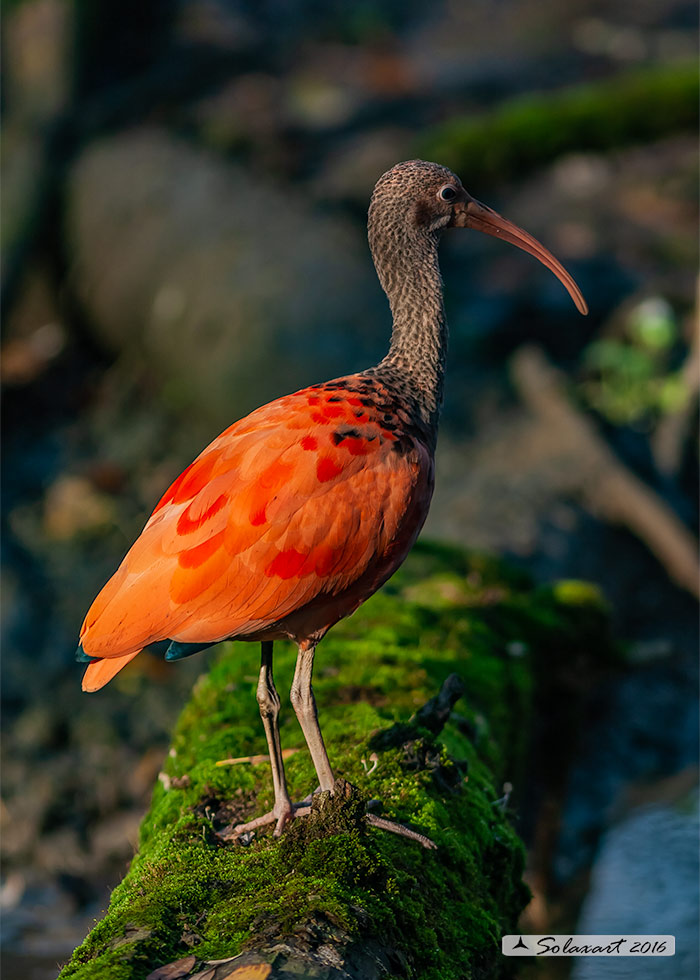 Eudocimus ruber -Ibis scarlatto - Scarlet ibis