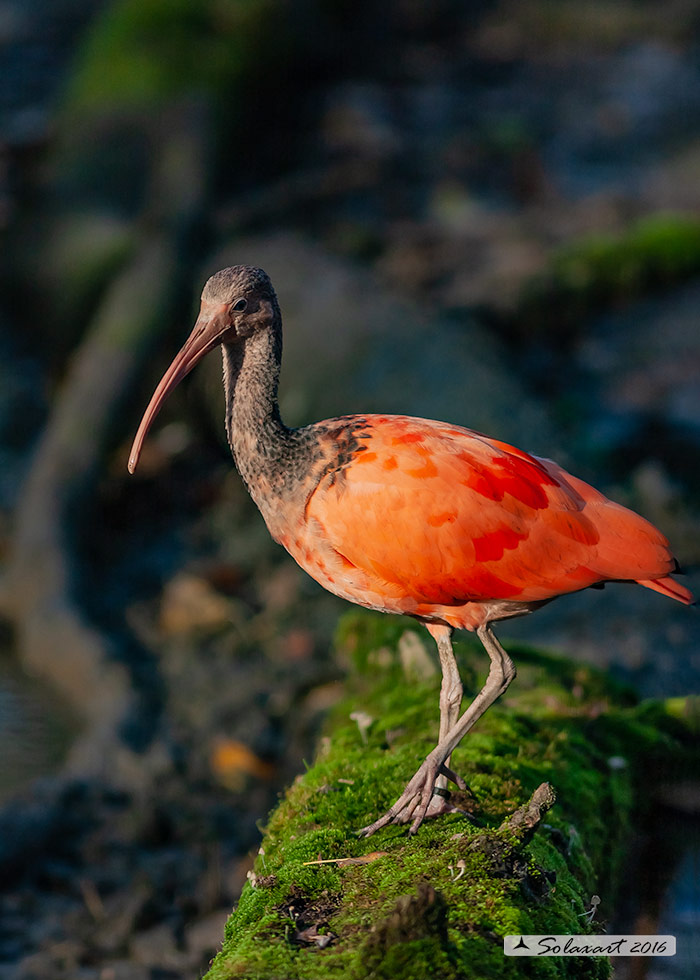 Eudocimus ruber -Ibis scarlatto - Scarlet ibis