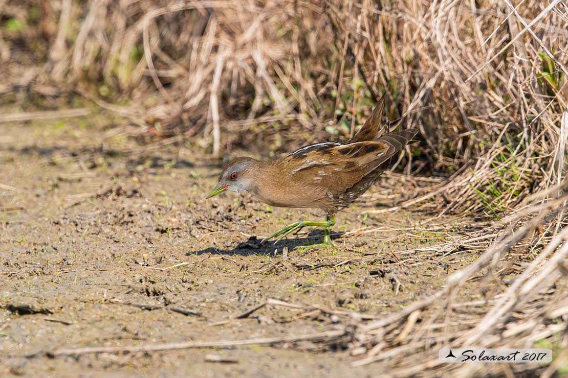 Porzana parva - Schiribilla - Little crake