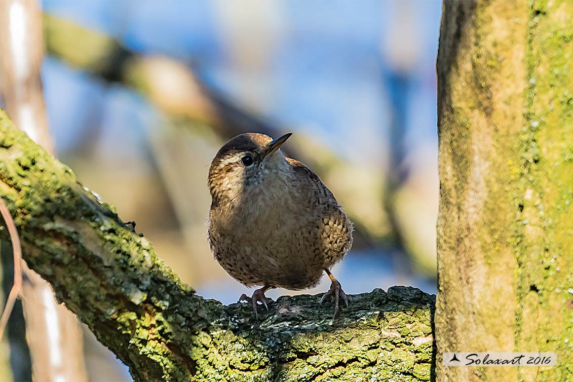 Troglodytes troglodytes: Scricciolo; Eurasian Wren