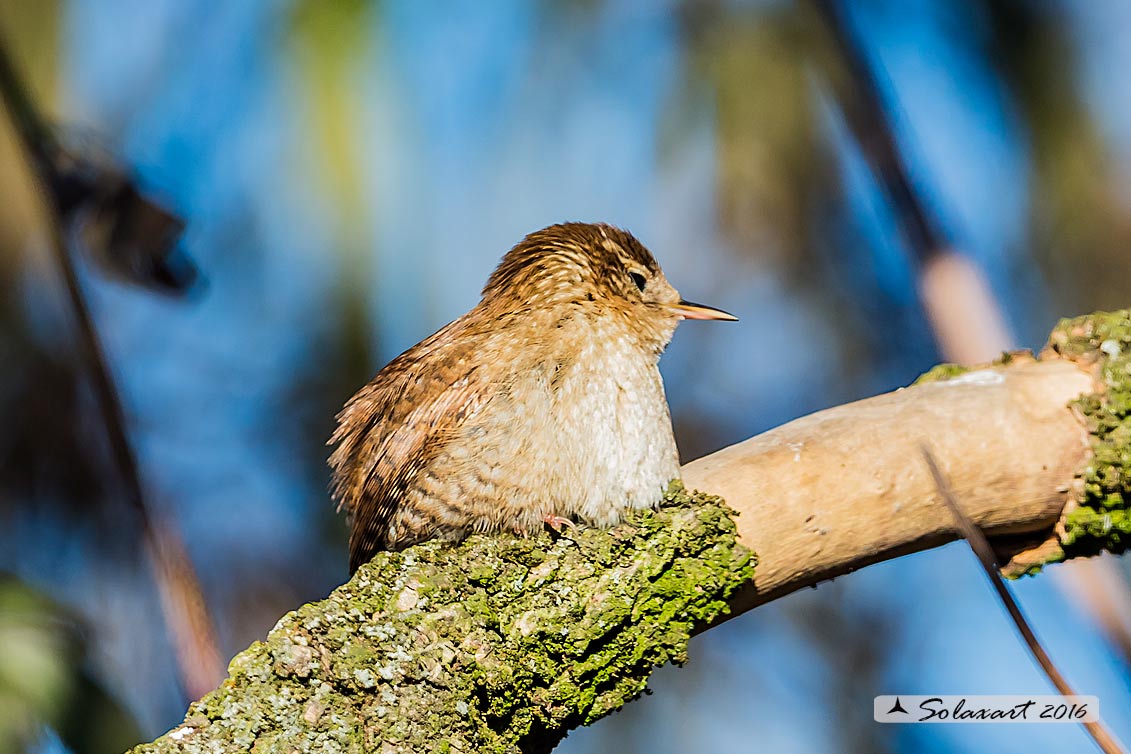 Troglodytes troglodytes: Scricciolo; Eurasian Wren