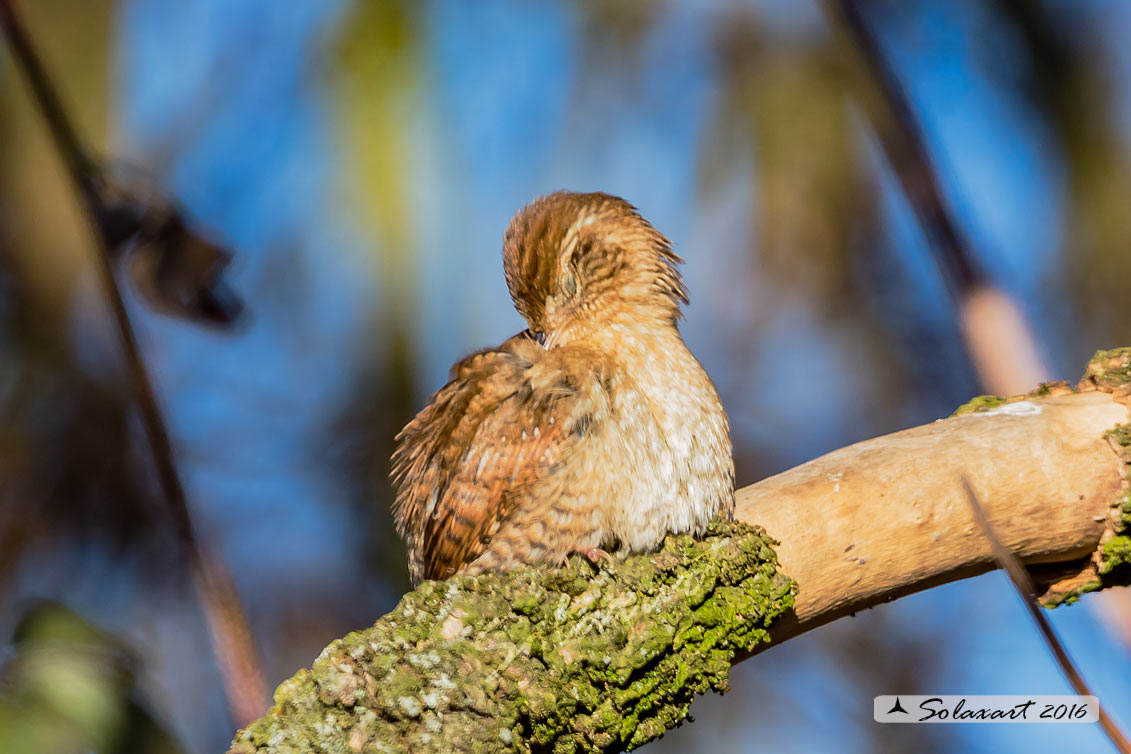 Troglodytes troglodytes: Scricciolo; Eurasian Wren