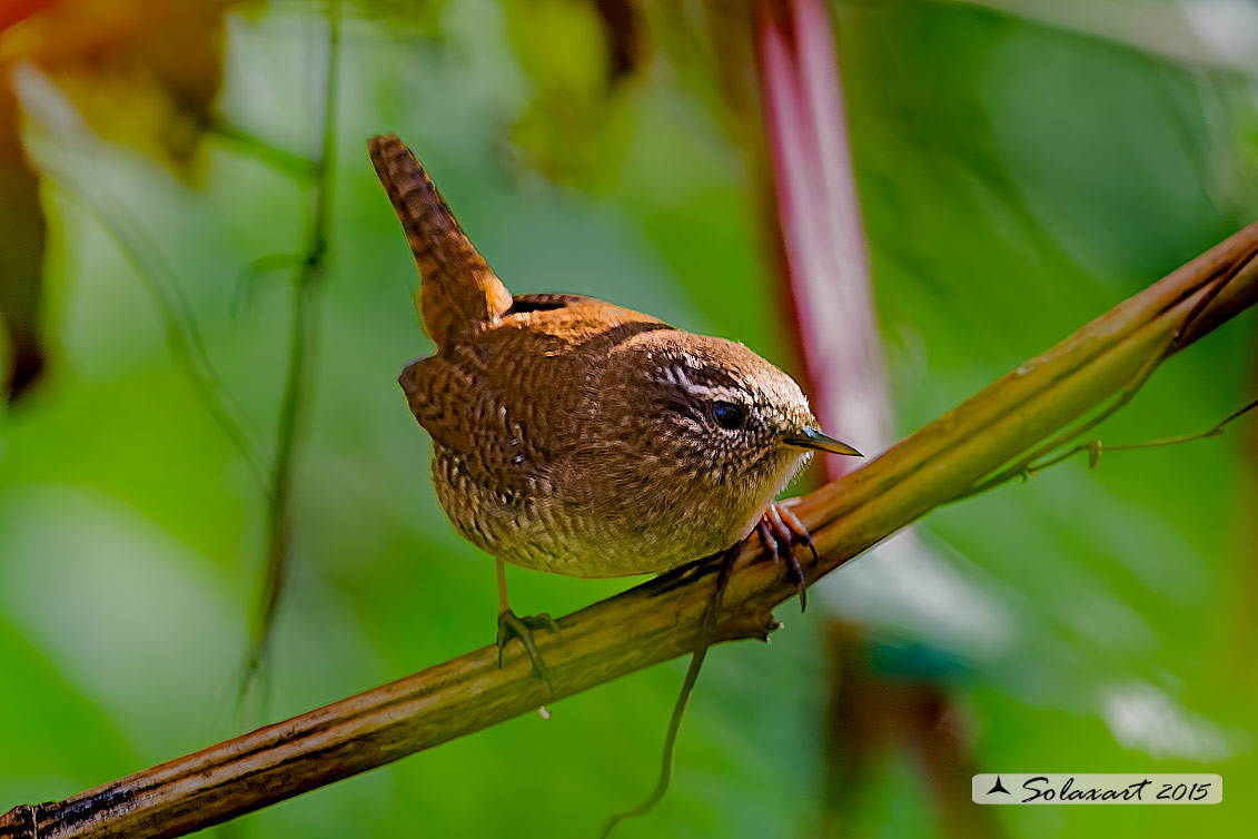 Troglodytes troglodytes: Scricciolo; Eurasian Wren