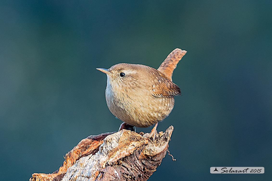 Troglodytes troglodytes: Scricciolo; Eurasian Wren