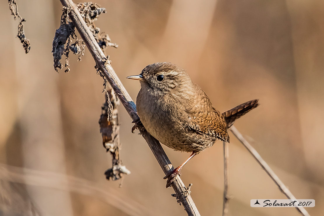 Troglodytes troglodytes: Scricciolo; Eurasian Wren