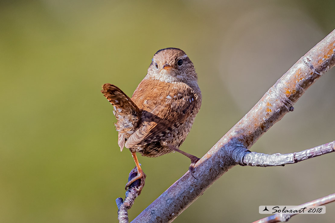 Troglodytes troglodytes: Scricciolo; Eurasian Wren