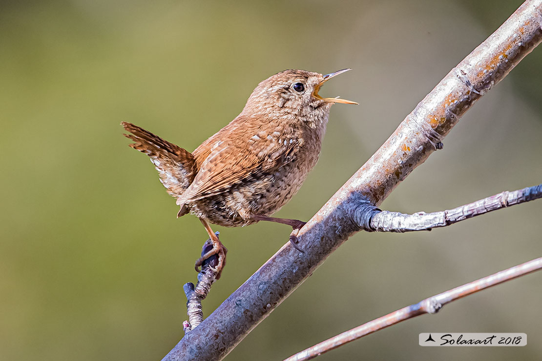 Troglodytes troglodytes: Scricciolo; Eurasian Wren