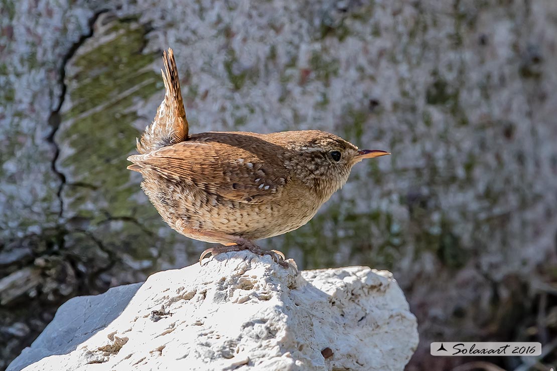 Troglodytes troglodytes: Scricciolo; Eurasian Wren