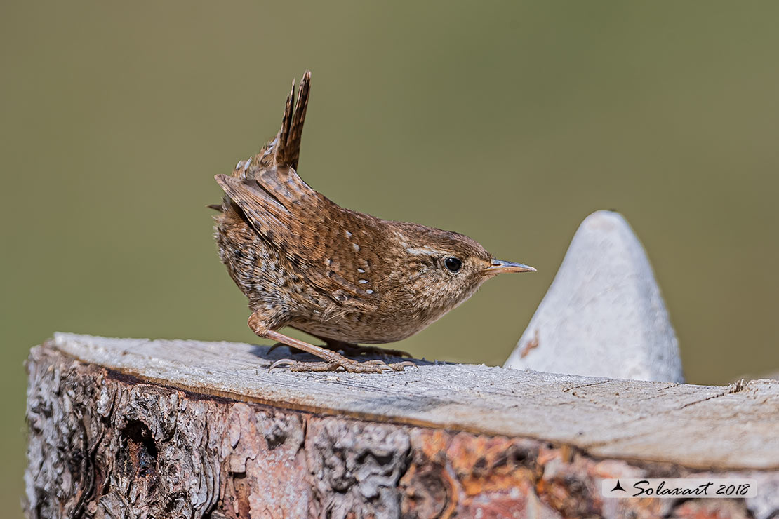 Troglodytes troglodytes: Scricciolo; Eurasian Wren