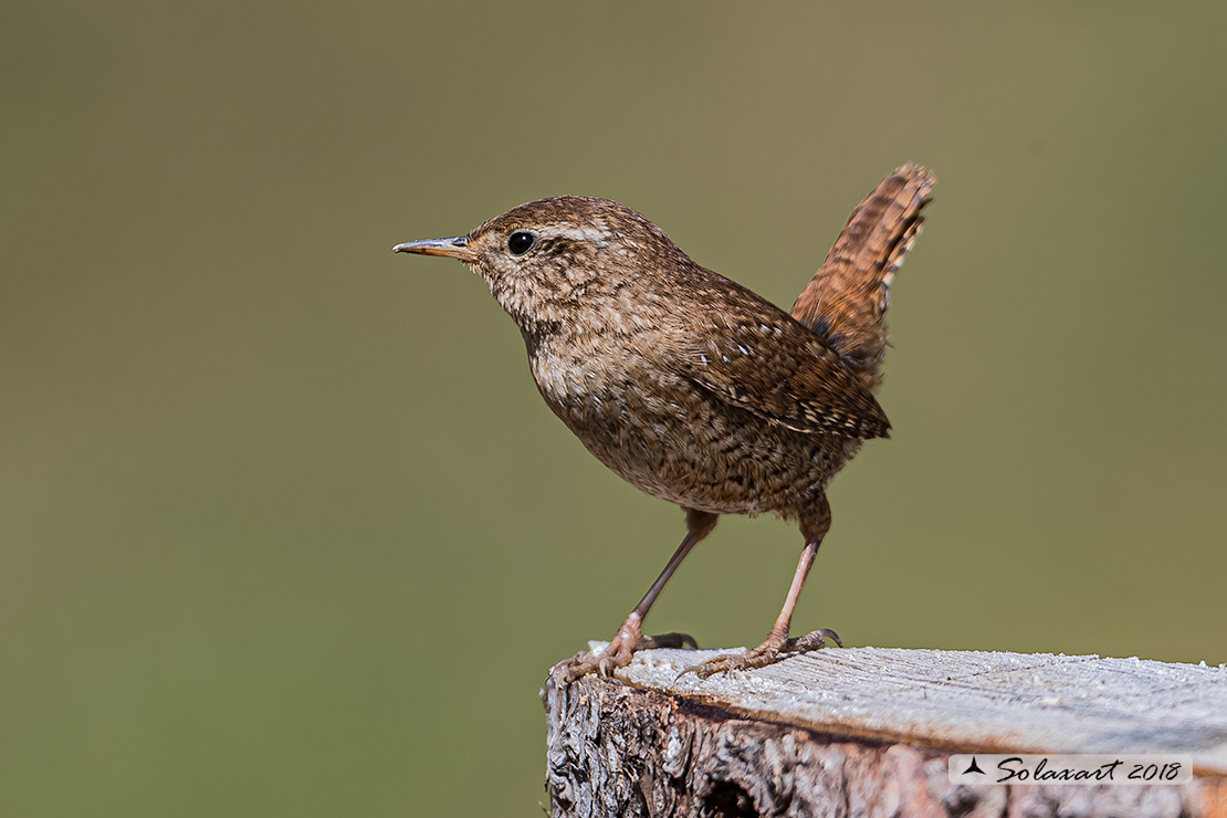 Troglodytes troglodytes: Scricciolo; Eurasian Wren