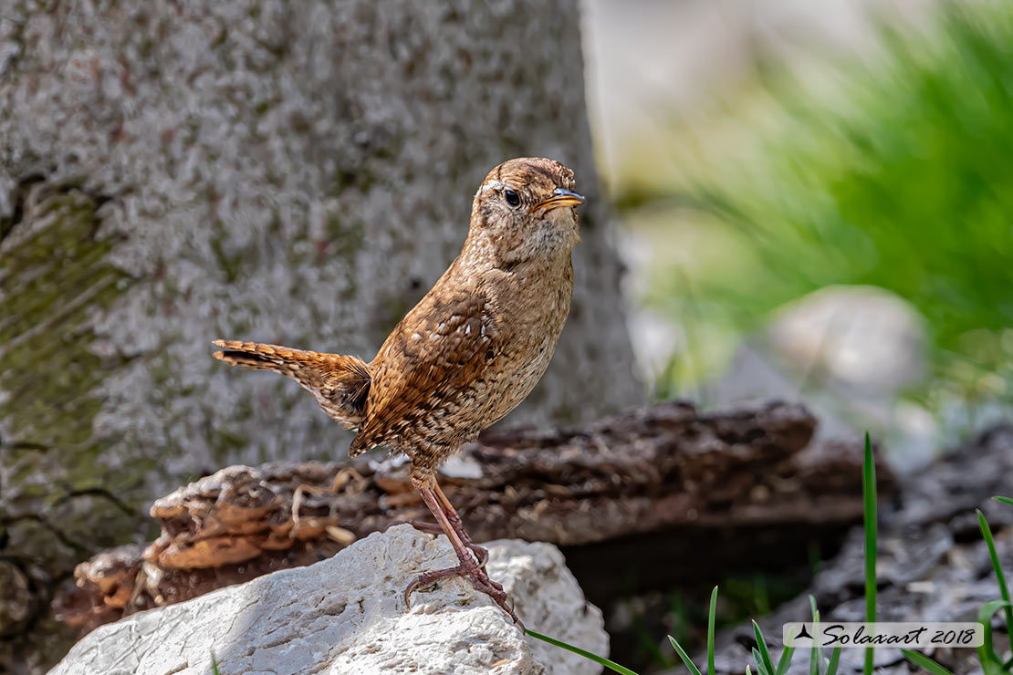 Troglodytes troglodytes: Scricciolo; Eurasian Wren