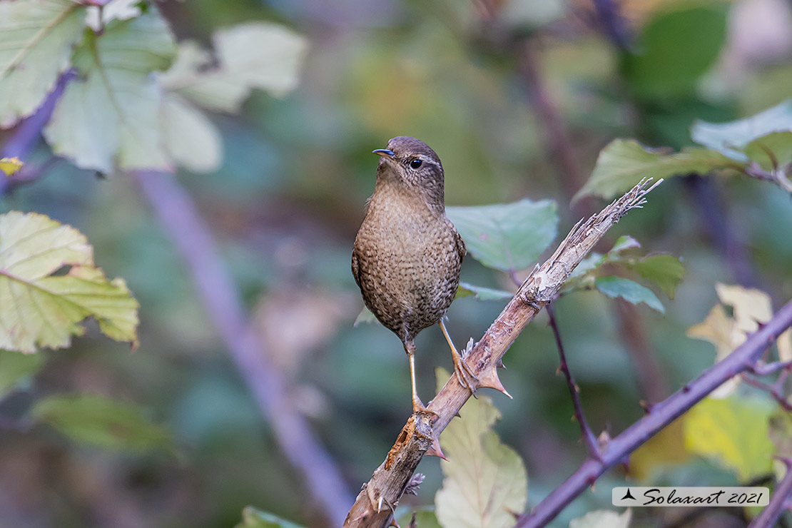 Troglodytes troglodytes: Scricciolo; Eurasian Wren