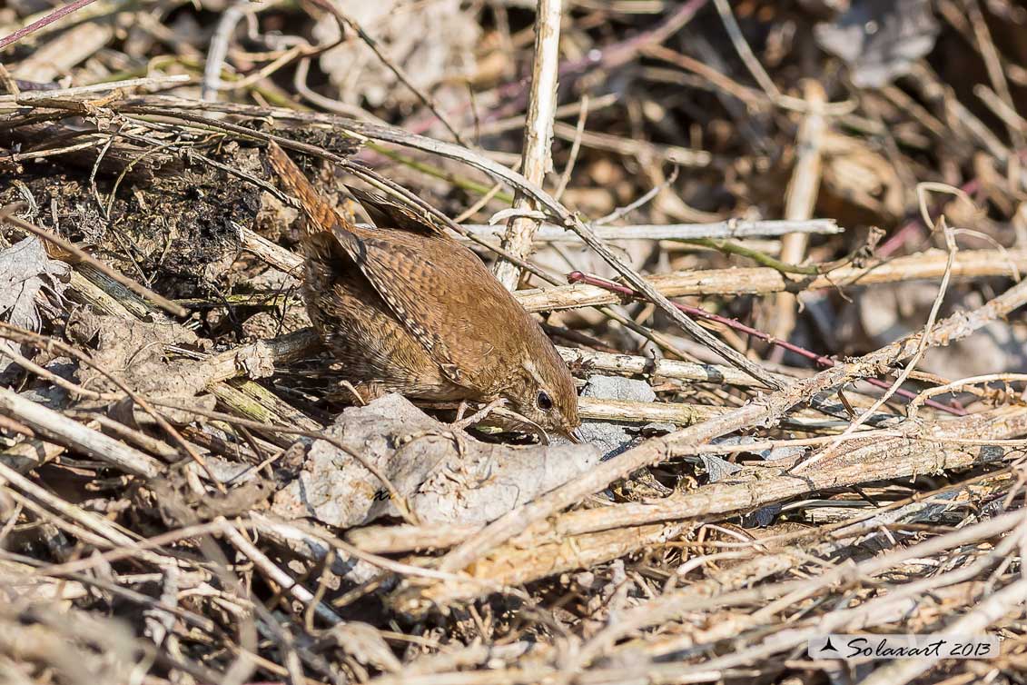 Troglodytes troglodytes: Scricciolo; Eurasian Wren