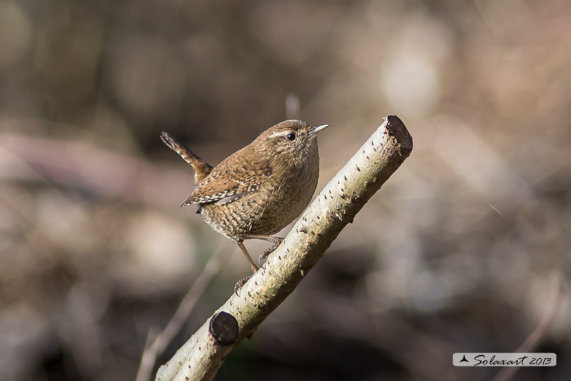 Troglodytes troglodytes: Scricciolo; Eurasian Wren