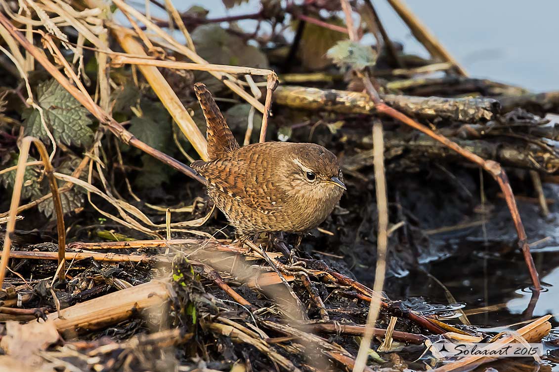 Troglodytes troglodytes: Scricciolo; Eurasian Wren