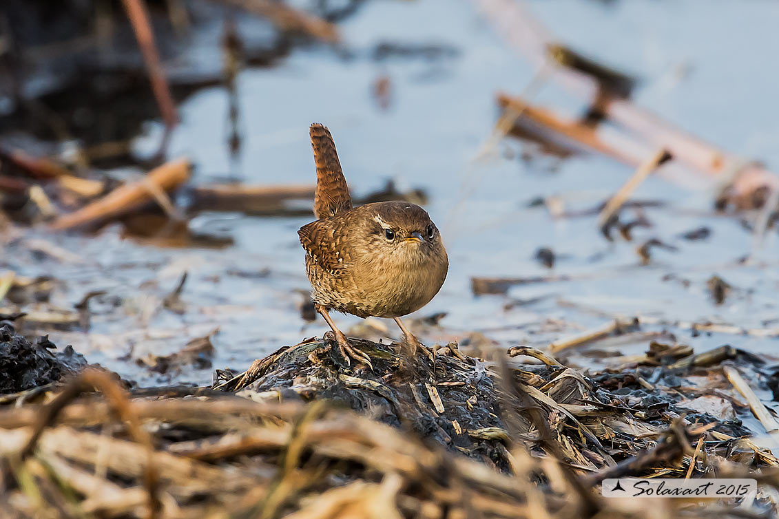 Troglodytes troglodytes: Scricciolo; Eurasian Wren