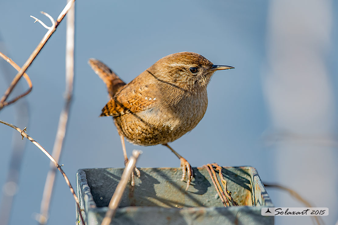 Troglodytes troglodytes: Scricciolo; Eurasian Wren