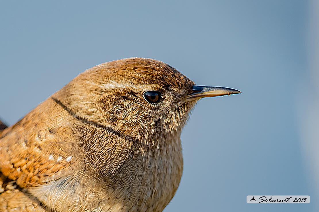 Troglodytes troglodytes: Scricciolo; Eurasian Wren