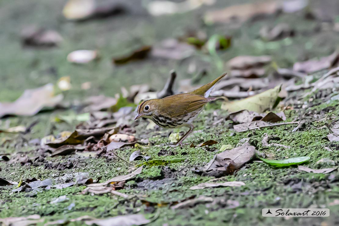 Seiurus aurocapilla; Ovenbird