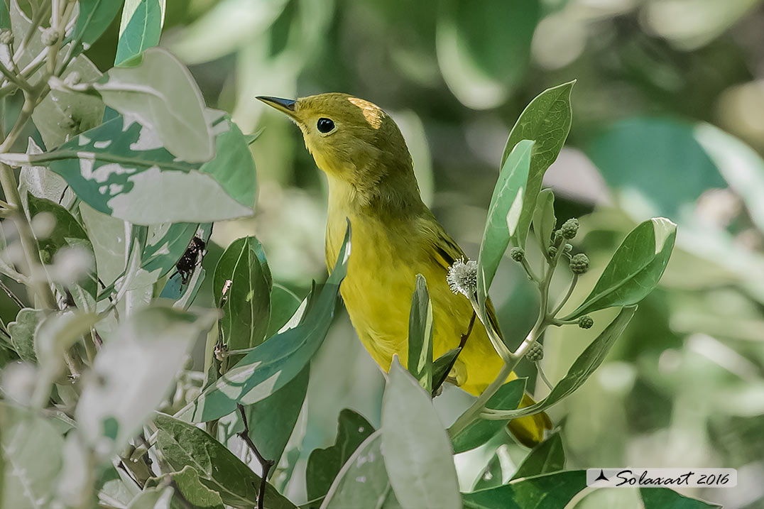 Setophaga petecchie: Parula gialla;  Mangrove Warbler