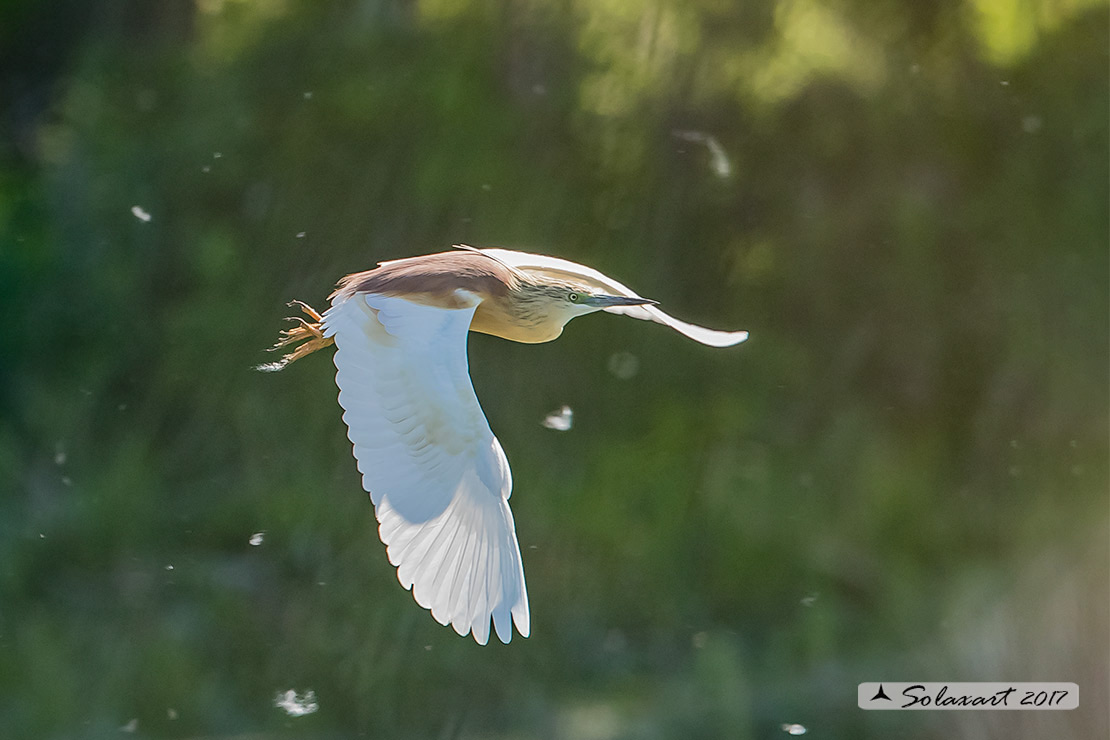 Ardeola ralloides :  Sgarza ciuffetto ;  Squacco Heron