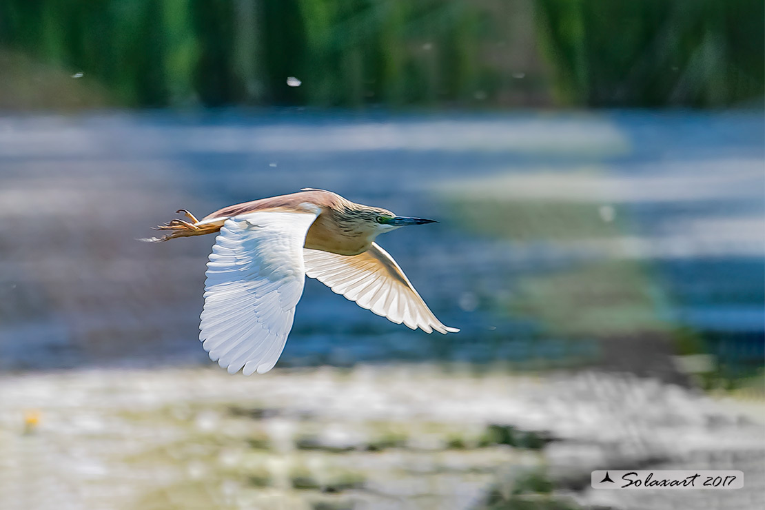 Ardeola ralloides :  Sgarza ciuffetto ;  Squacco Heron