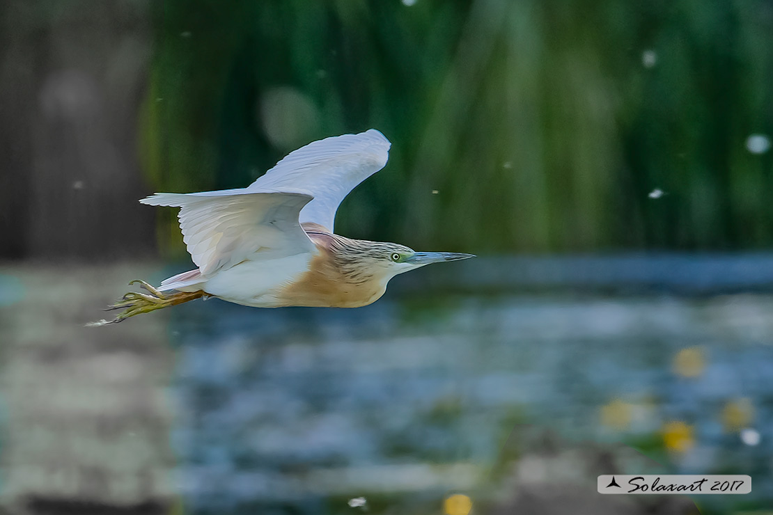 Ardeola ralloides :  Sgarza ciuffetto ;  Squacco Heron