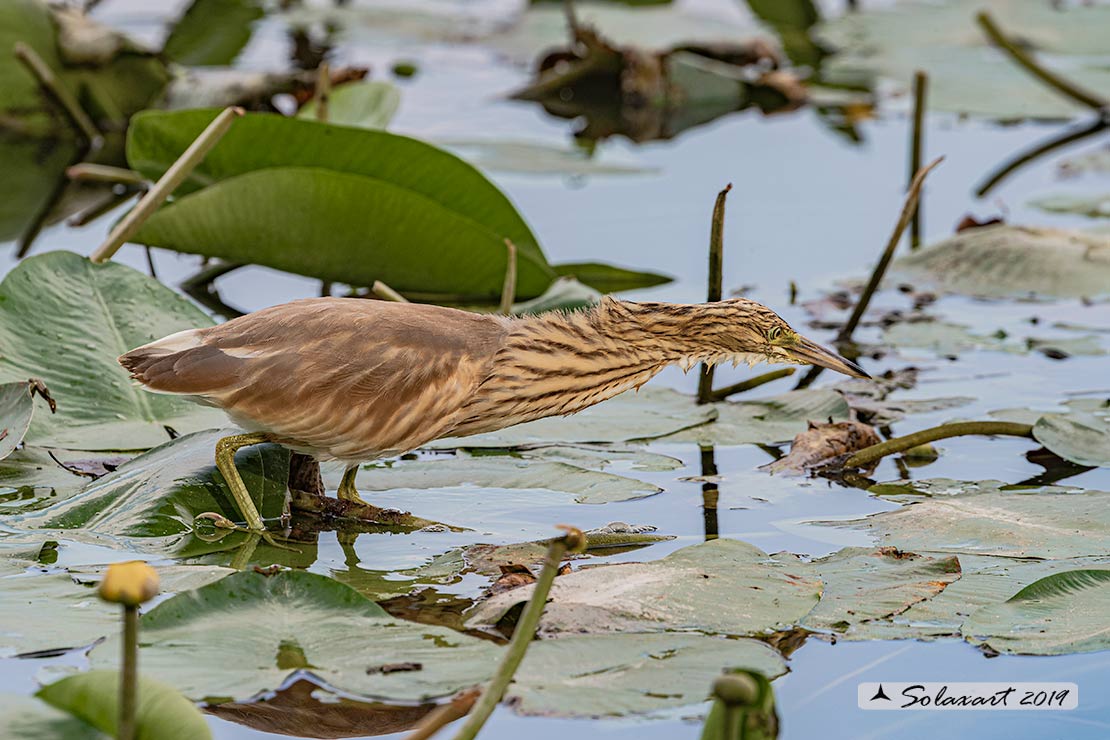 Sgarza ciuffetto - Ardeola ralloides