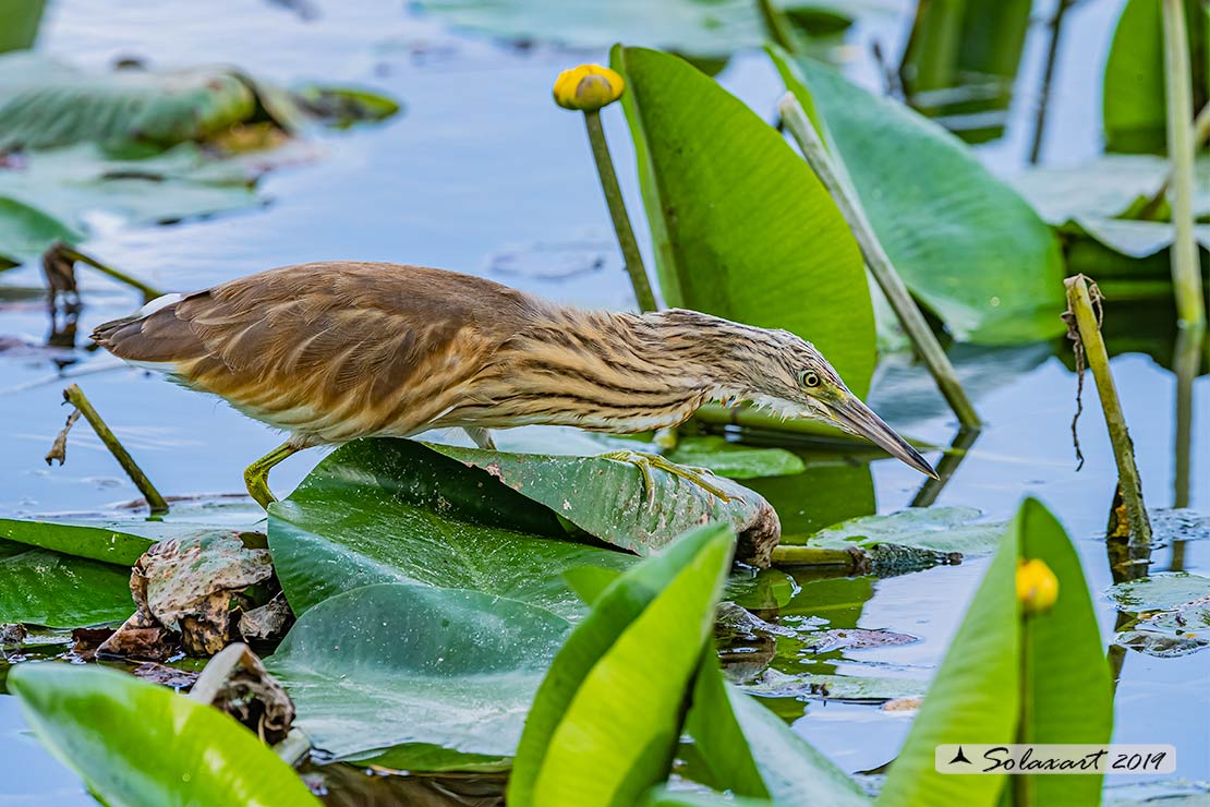 Sgarza ciuffetto - Ardeola ralloides