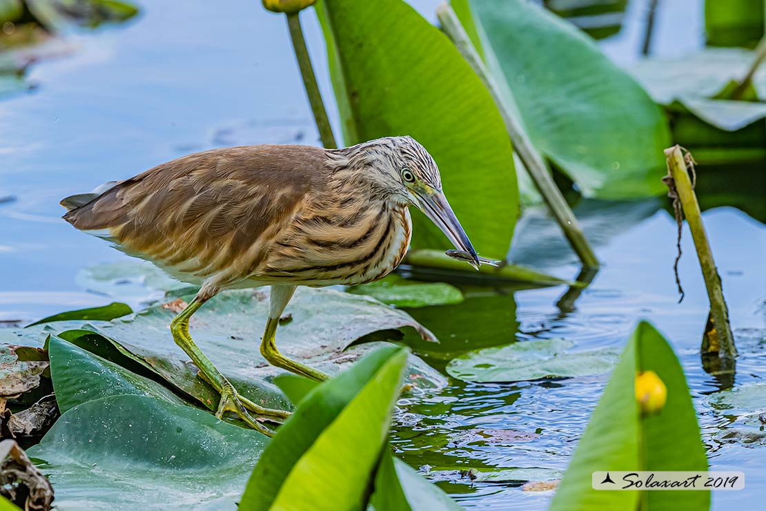 Sgarza ciuffetto - Ardeola ralloides
