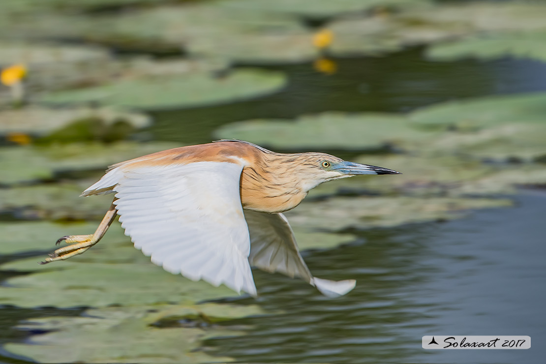 Ardeola ralloides :  Sgarza ciuffetto ;  Squacco Heron