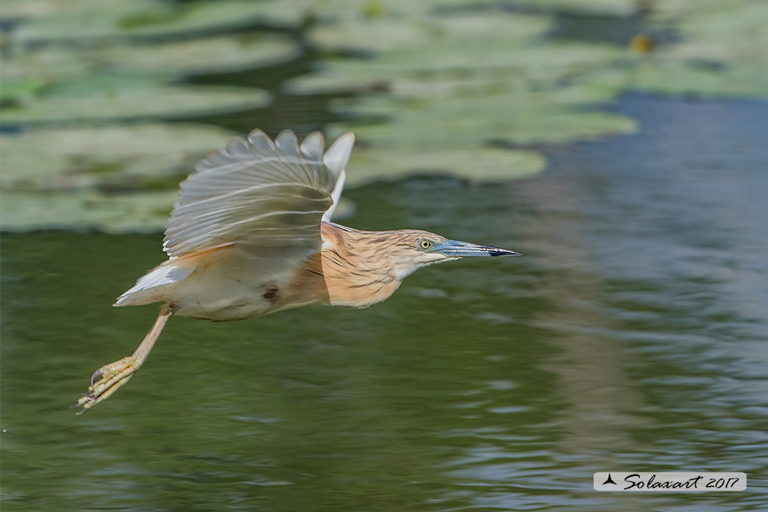 Ardeola ralloides :  Sgarza ciuffetto ;  Squacco Heron