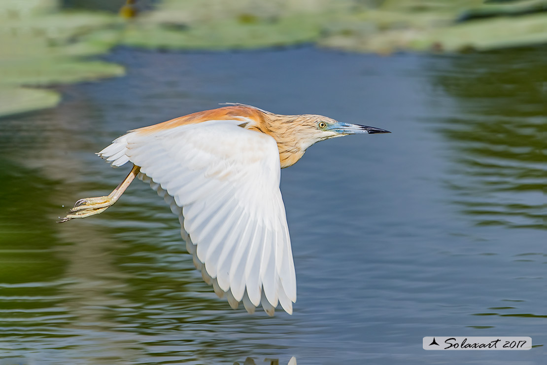 Ardeola ralloides :  Sgarza ciuffetto ;  Squacco Heron
