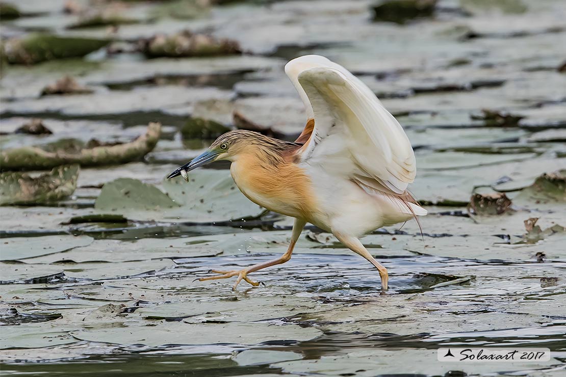 Ardeola ralloides :  Sgarza ciuffetto ;  Squacco Heron