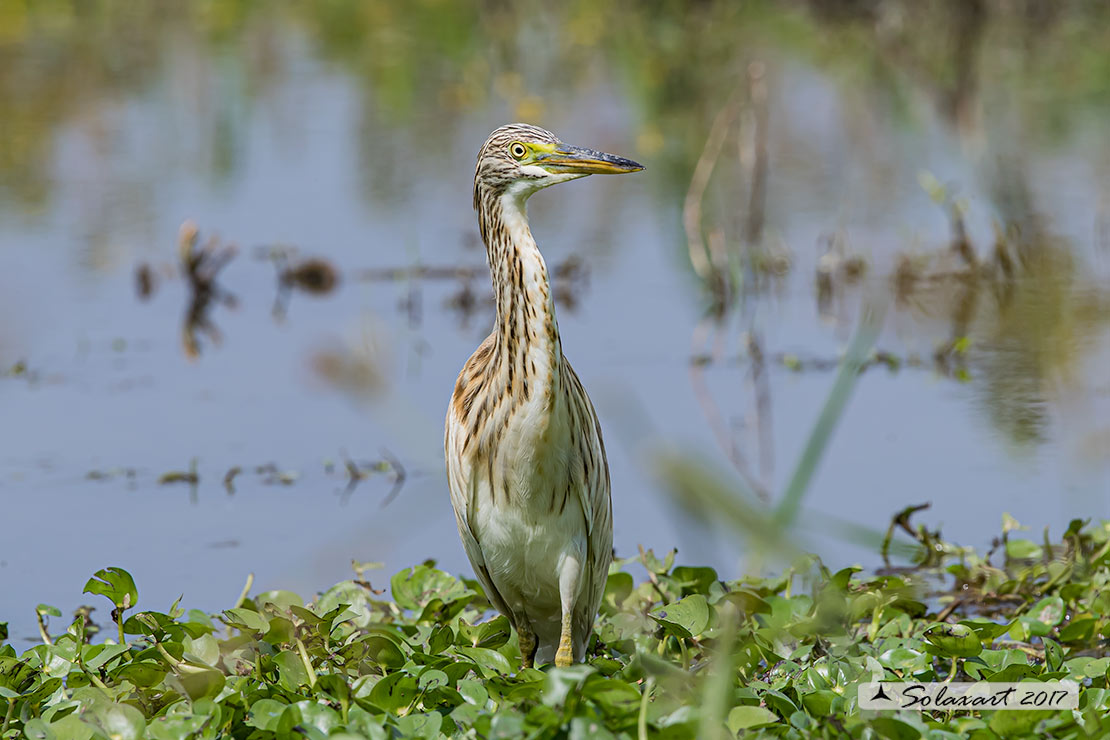 Ardeola ralloides :  Sgarza ciuffetto ;  Squacco Heron