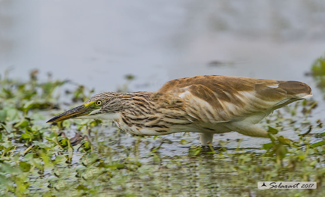 Ardeola ralloides :  Sgarza ciuffetto ;  Squacco Heron