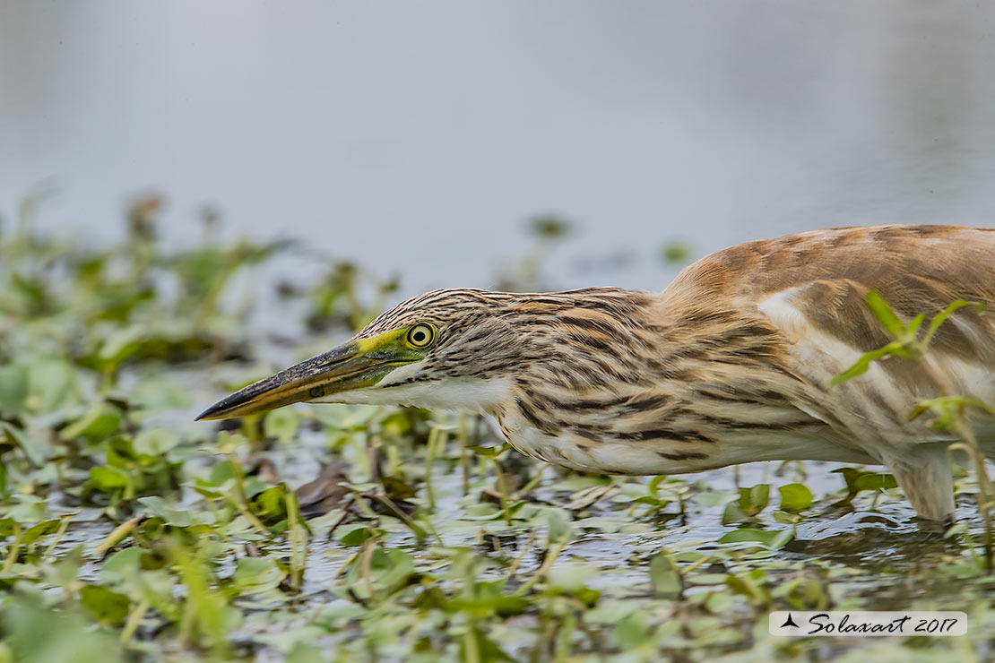 Ardeola ralloides :  Sgarza ciuffetto ;  Squacco Heron