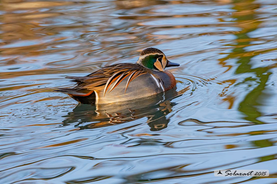 Sibirionetta formosa; Alzavola asiatica; Baikal Teal