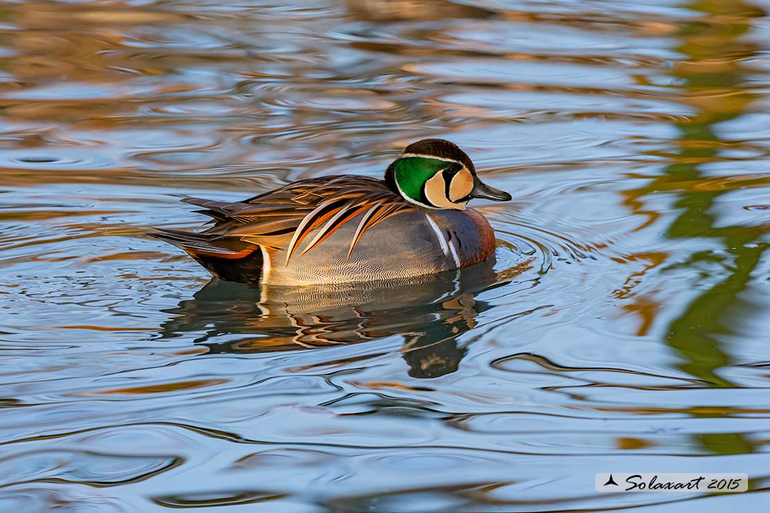 Sibirionetta formosa; Alzavola asiatica; Baikal Teal