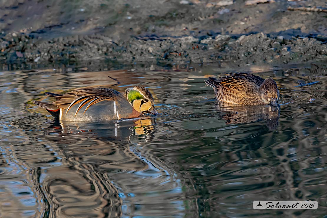 Sibirionetta formosa; Alzavola asiatica; Baikal Teal