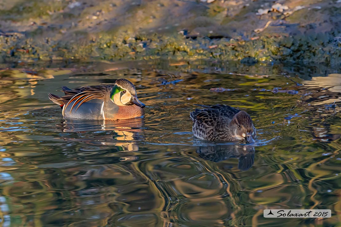 Sibirionetta formosa; Alzavola asiatica; Baikal Teal