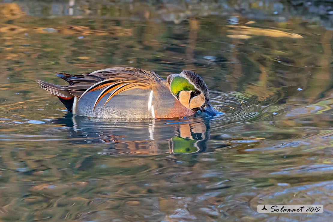 Sibirionetta formosa; Alzavola asiatica; Baikal Teal